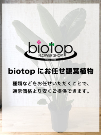【観葉植物】おまかせ(10号鉢)※取寄商品の為、入荷後発送