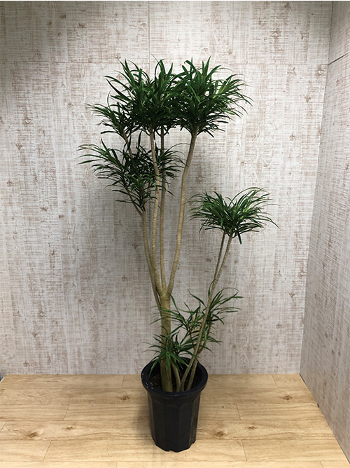 【観葉植物】リフレクサ(10号鉢)※取寄商品の為、入荷後発送