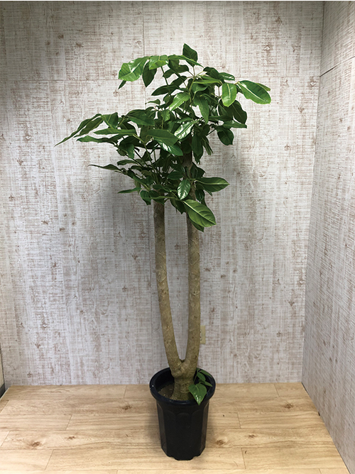 【観葉植物】バッサイア(10号鉢)※取寄商品の為、入荷後発送