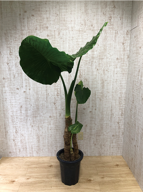 【観葉植物】クワズイモ(10号鉢)※取寄商品の為、入荷後発送