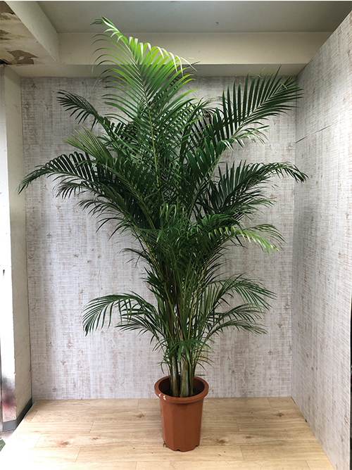 【観葉植物】アレカヤシ(10号鉢)※取寄商品の為、入荷後発送