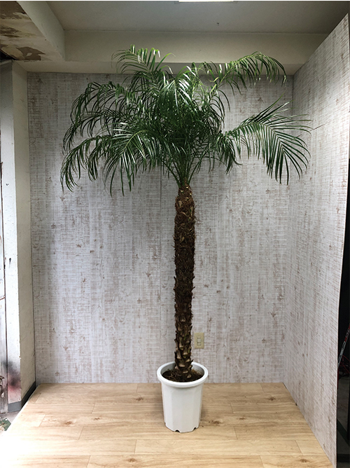 【観葉植物】ロベフェニックス(10号鉢)※取寄商品の為、入荷後発送