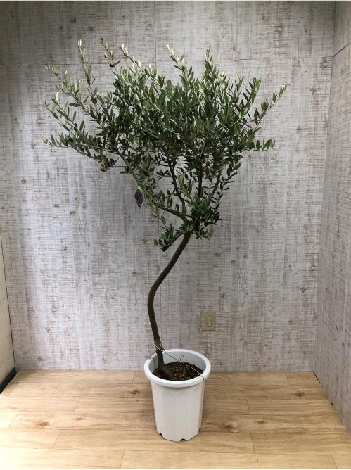 【観葉植物】オリーブ(10号鉢)※取寄商品の為、入荷後発送