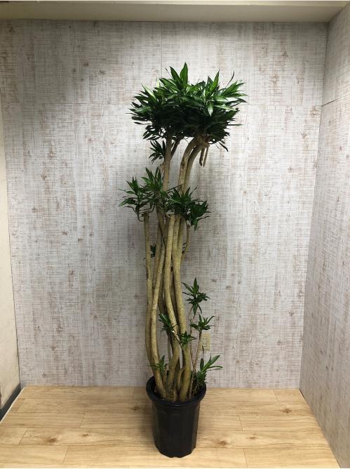 【観葉植物】ソングオブジャマイカ(10号鉢)※取寄商品の為、入荷後発送