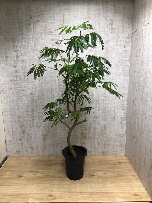 【観葉植物】エバーフレッシュ(10号鉢)※取寄商品の為、入荷後発送