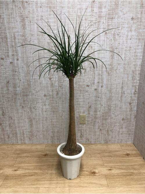 【観葉植物】ポニーテール(8号鉢)※取寄商品の為、入荷後発送