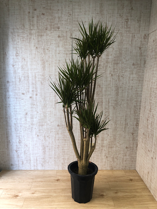 【観葉植物】コンシンネ(10号鉢)※取寄商品の為、入荷後発送