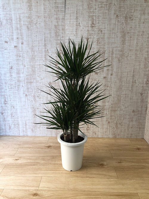 【観葉植物】コンシンネ(8号鉢)※取寄商品の為、入荷後発送