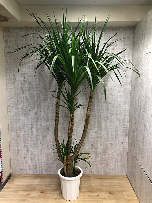 【観葉植物】カンボジアーナ(10号鉢)※取寄商品の為、入荷後発送