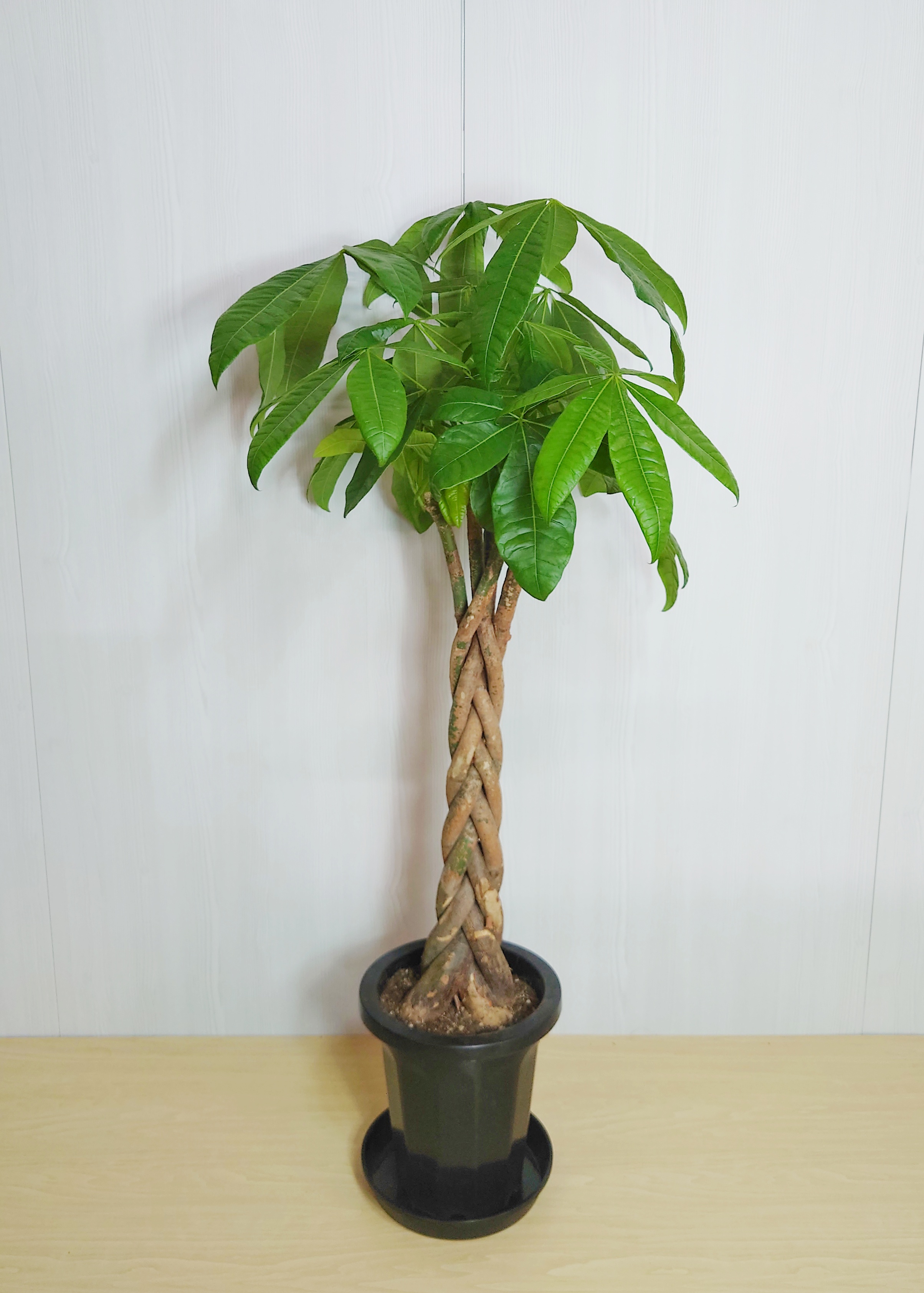 【観葉植物】パキラ(8号鉢)※取寄商品の為、入荷後発送