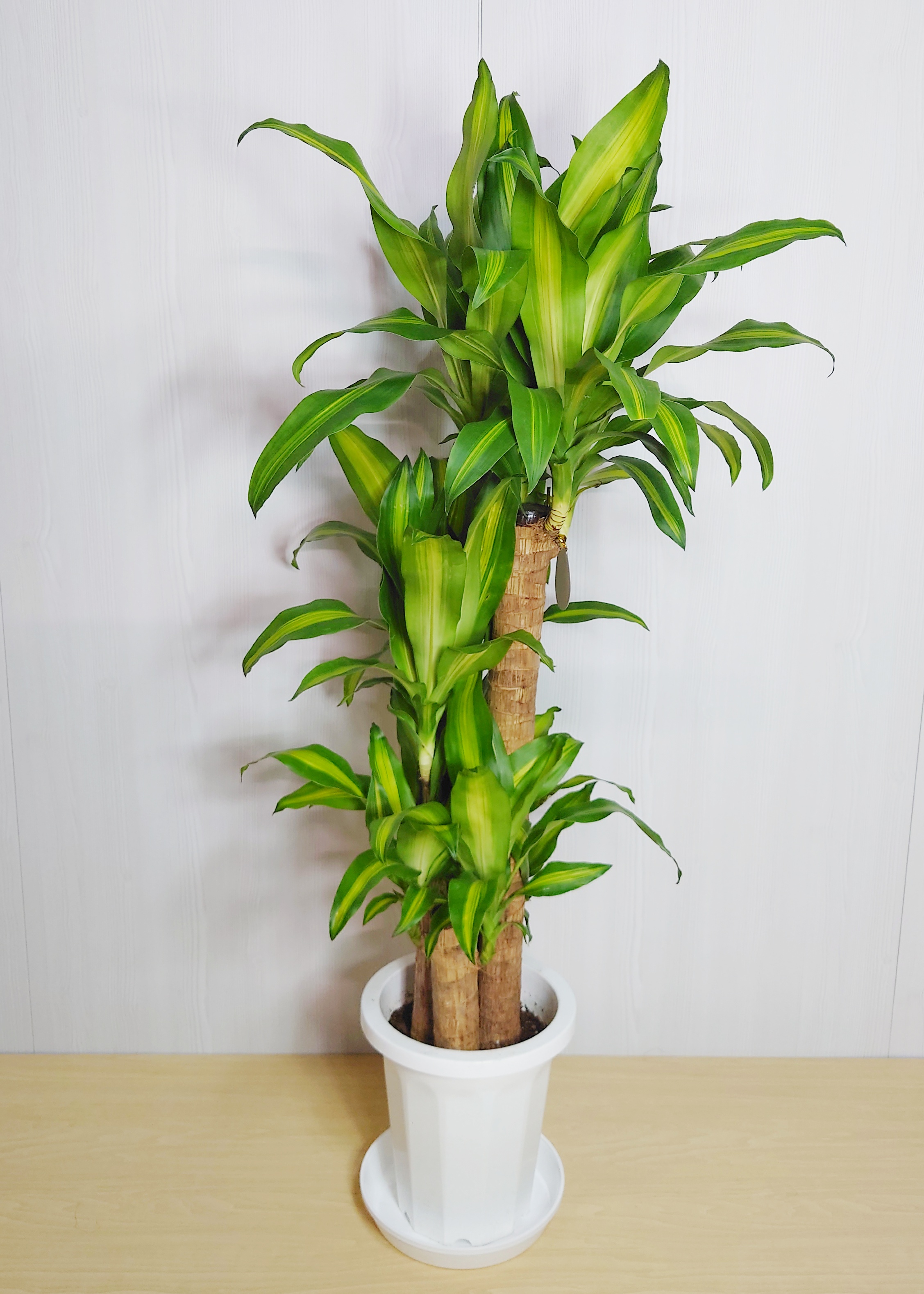 【観葉植物】マッサン(幸福の木)(8号鉢)※取寄商品の為、入荷後発送
