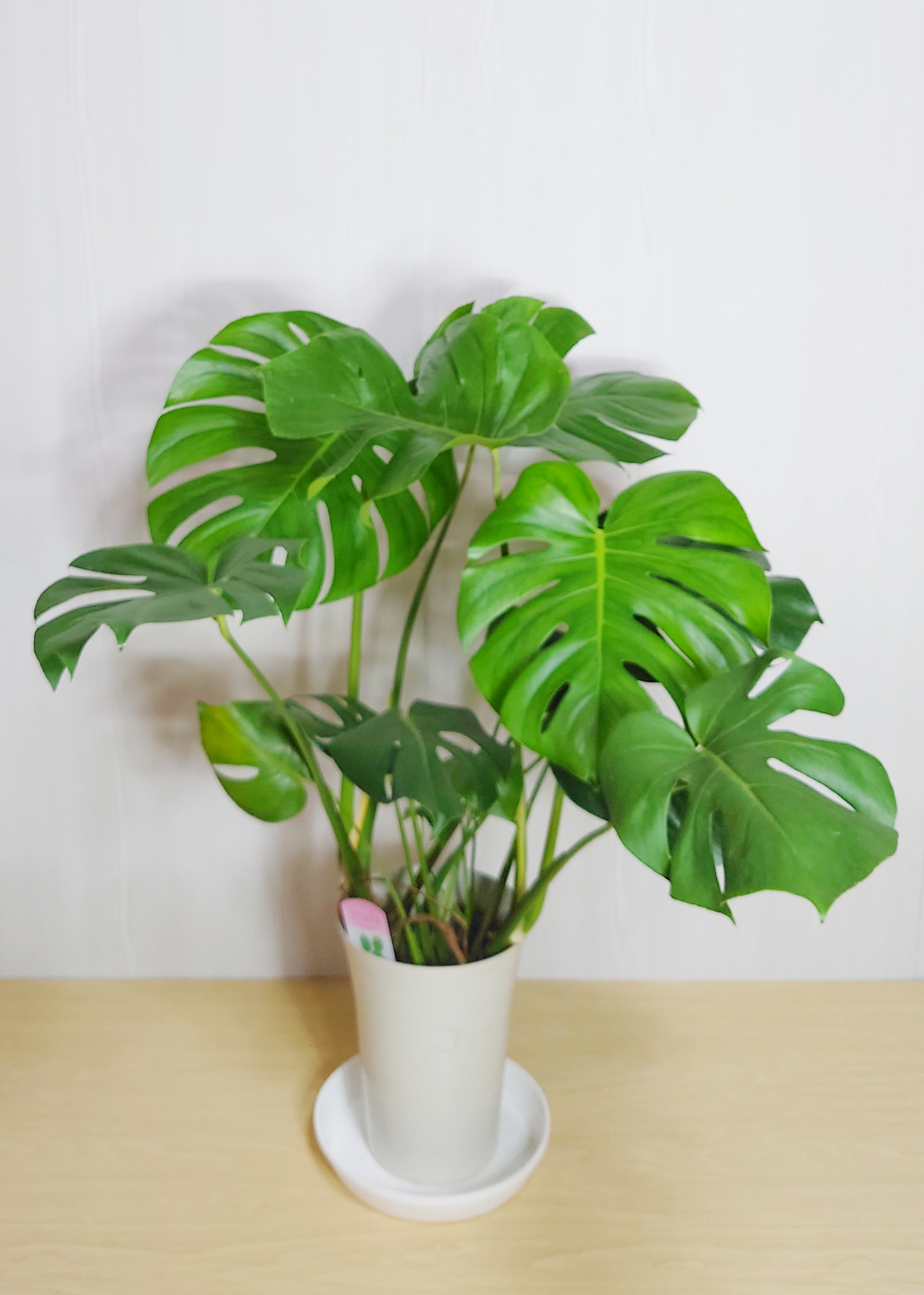 【観葉植物】モンステラ(8号鉢)※取寄商品の為、入荷後発送