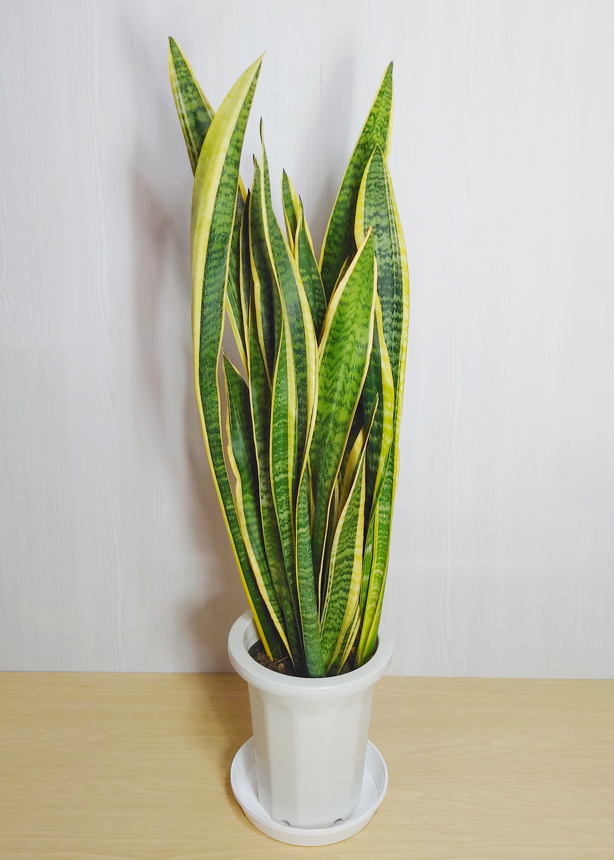 【観葉植物】サンセベリア(8号鉢)※取寄商品の為、入荷後発送