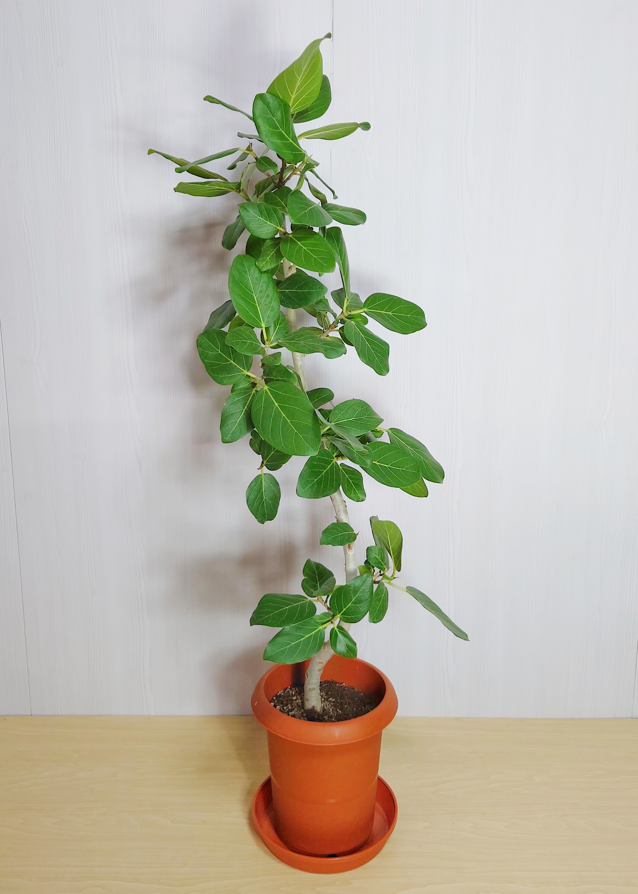 【観葉植物】ベンガルゴム(8号鉢)※取寄商品の為、入荷後発送