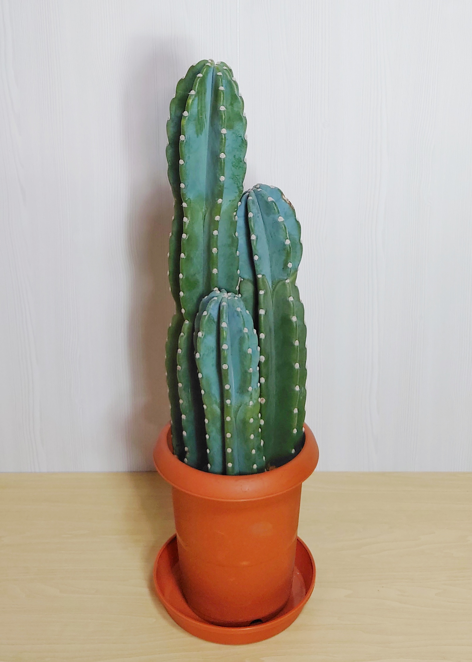【観葉植物】サボテン(8号鉢)※取寄商品の為、入荷後発送