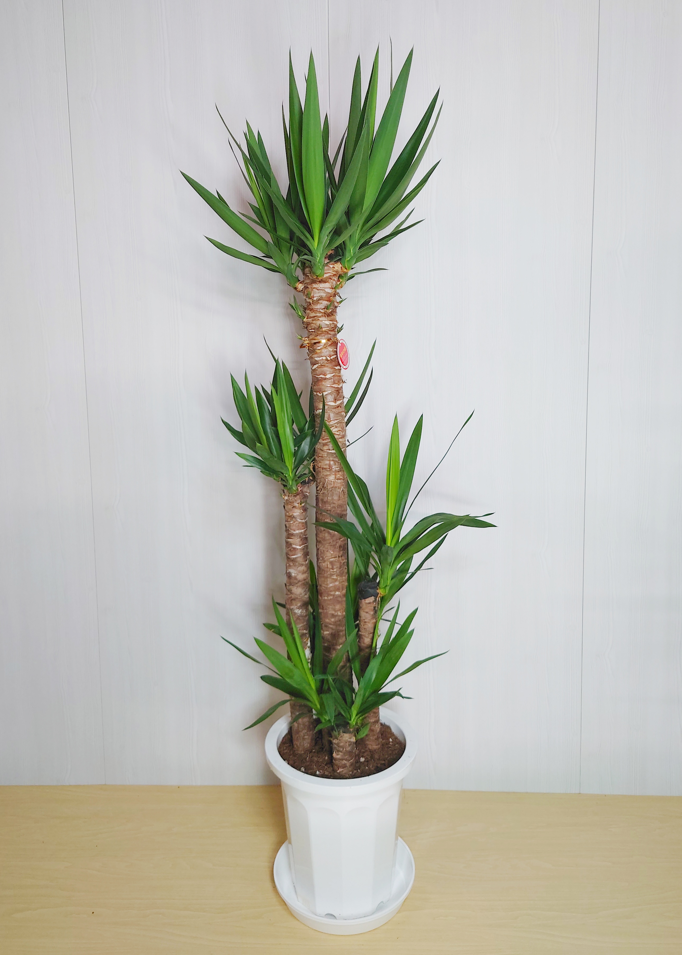 【観葉植物】ユッカ(10号鉢)※取寄商品の為、入荷後発送