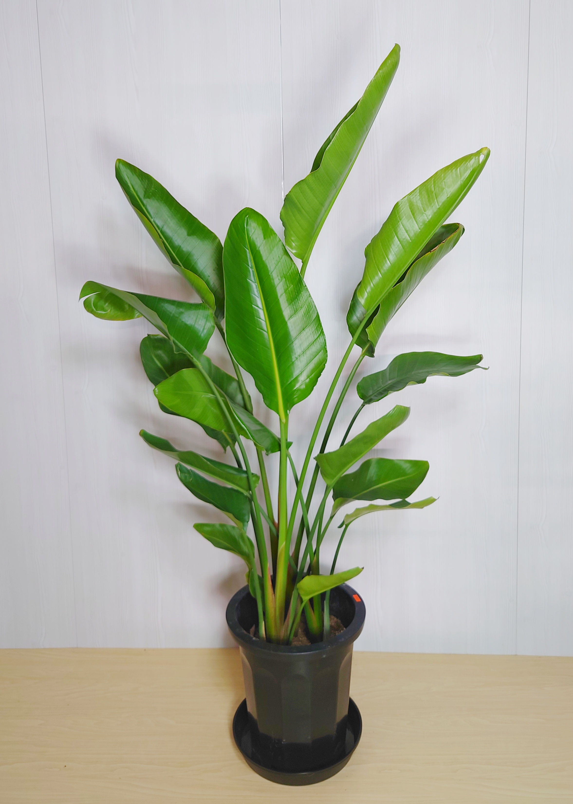 【観葉植物】オーガスタ(10号鉢)※取寄商品の為、入荷後発送