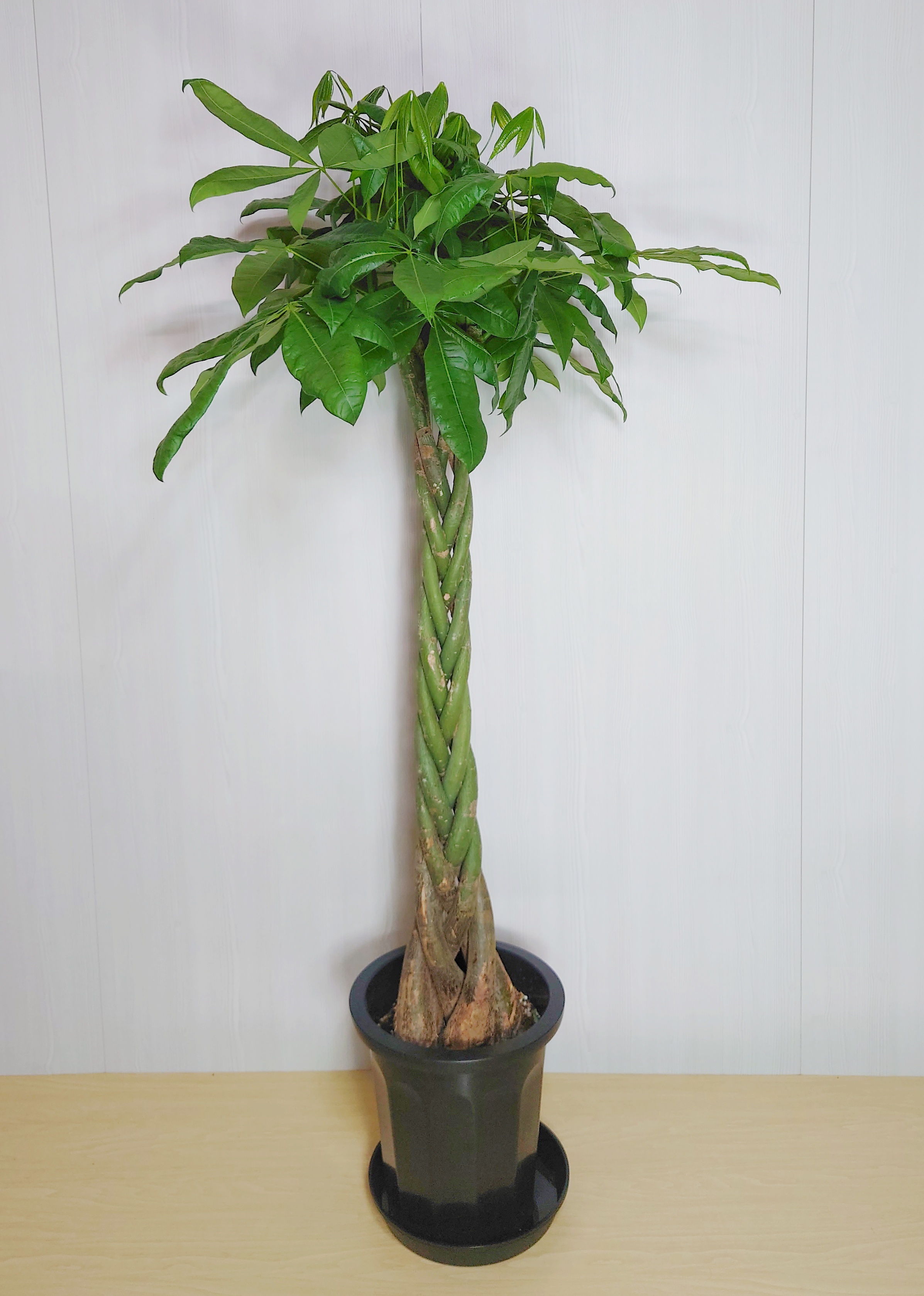 【観葉植物】パキラ(10号鉢)※取寄商品の為、入荷後発送