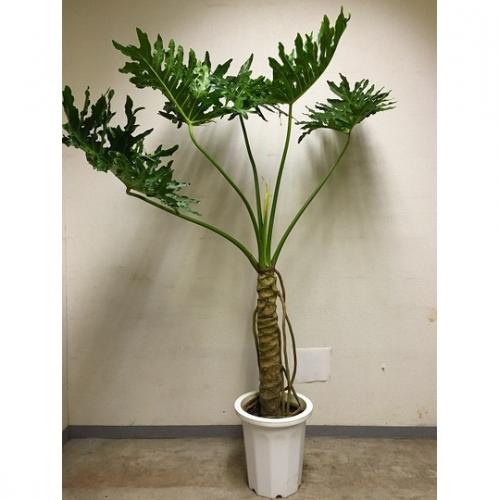 【観葉植物】セローム(10号鉢)※取寄商品の為、入荷後発送
