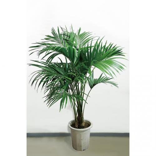 【観葉植物】ケンチャヤシ(8号鉢)※取寄商品の為、入荷後発送